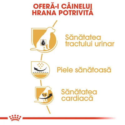 OFERĂ-I CÂINELUI HRANA POTRIVITĂ. Sănătatea tractului urinar, Piele sănătoasă, Sănătatea cardiacă – beneficii prezentate cu pictograme pentru câini.