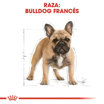 Ilustración de un perro con el texto visible: Raza: Bulldog Francés.