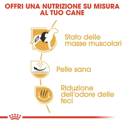 Offri una nutrizione su misura al tuo cane: stato delle masse muscolari, pelle sana, riduzione dell’odore delle feci.