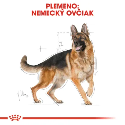 Ilustrácia psa s textom: Plemeno: nemecký ovčiak. Zobrazené proporcie a postava typická pre toto plemeno.