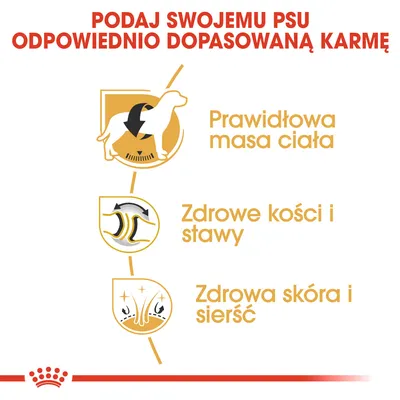 Podaj swojemu psu odpowiednio dopasowaną karmę. Prawidłowa masa ciała, zdrowe kości i stawy, zdrowa skóra i sierść.