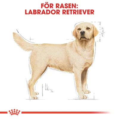 Illustration av en labrador retriever med texten 'För rasen: Labrador Retriever' ovanför bilden.