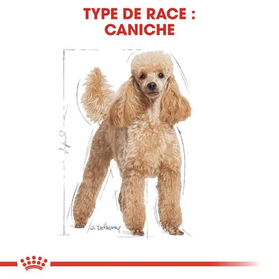 Illustration d’un caniche avec texte en haut : « TYPE DE RACE : CANICHE » et schéma de taille à gauche. Marque Royal Canin visible en bas.