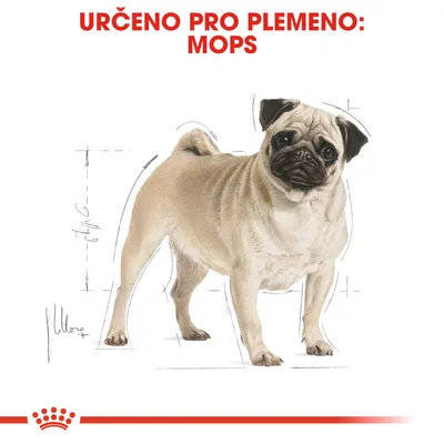 Určeno pro plemeno: mops. Ilustrace psa mops s náčrtky proporcí kolem těla.