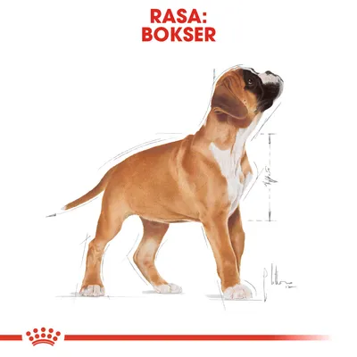 RASA: BOKSER – ilustracja psa boksera z widocznymi liniami pomocniczymi i oznaczeniem wysokości ciała. Widoczny czerwony napis u góry oraz symbol korony na dole.