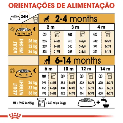 Tabela de orientações de alimentação para cães de 2 a 14 meses, com doses diárias em gramas e chávenas para pesos adultos de 26 kg, 32 kg e 36 kg. 1 chávena = 240 ml (≈96 g).