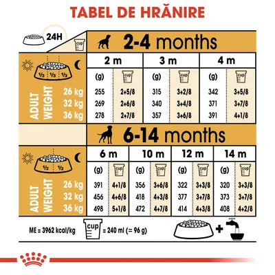 Tabel de hrănire pentru câini: cantități zilnice recomandate în grame și căni, în funcție de vârstă (2–14 luni) și greutatea adultului (26, 32, 36 kg). 1 cană = 240 ml ≈ 96 g.