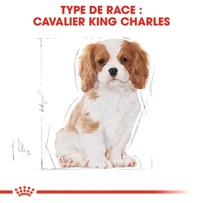 Texte : Type de race : Cavalier King Charles, avec illustration d’un chien Cavalier King Charles assis. Texte en rouge en haut de l’image.