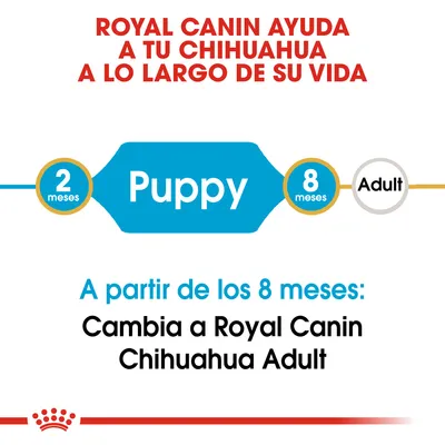 Royal Canin ayuda a tu chihuahua durante su vida. Puppy: 2 meses, Adult: 8 meses. A partir de los 8 meses cambia a Royal Canin Chihuahua Adult.