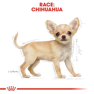 Illustration af en chihuahua med teksten 'RACE: CHIHUAHUA' øverst. Hundens kropsform og pels er tydeligt vist, relevante for valg af produkter til racen.
