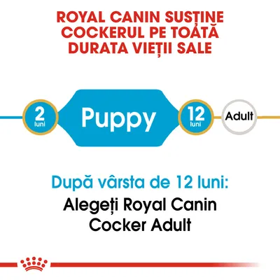 ROYAL CANIN susține cockerul pe toată durata vieții sale. Puppy 2–12 luni. După vârsta de 12 luni: Alegeți Royal Canin Cocker Adult.