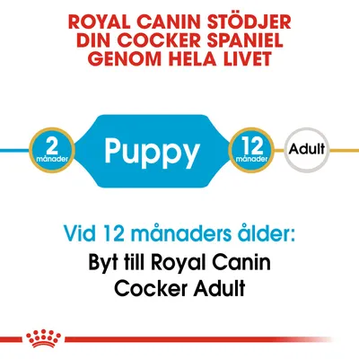Royal Canin stödjer din cocker spaniel genom hela livet. Puppy 2–12 månader. Vid 12 månaders ålder: Byt till Royal Canin Cocker Adult.