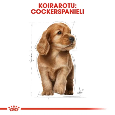 Koirarotu: cockerspanieli. Kuvassa ruskea cockerspanieli, taustalla mittaviivoja. Alareunassa Royal Canin -brändin tunnus.
