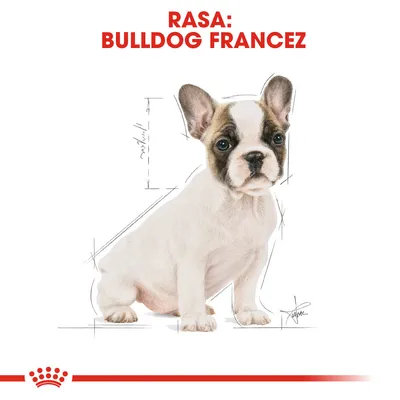 RASA: BULLDOG FRANCEZ, text roșu deasupra unui cățel Bulldog Francez desenat, cu schițe de dimensiuni în fundal. Logo stilizat cu coroană roșie jos.
