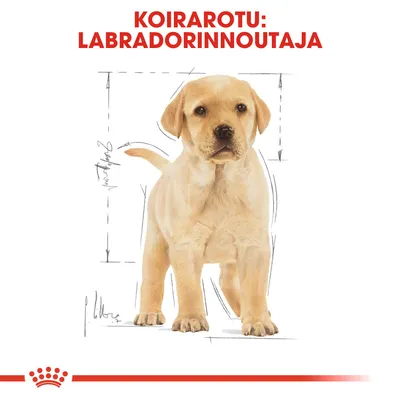 Koirarotu: labradorinnoutaja. Kuvassa vaaleanruskea labradorinnoutajapentu seisoo luonnosmaisen taustan edessä, ylhäällä punainen otsikkoteksti.
