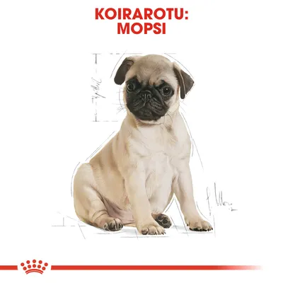 Koirarotu: mopsi. Kuvassa vaalea mopsipentu istuu, taustalla luonnosviivoja. Ylhäällä punainen teksti 'KOIRAROTU: MOPSI', alhaalla punainen kruunusymboli.