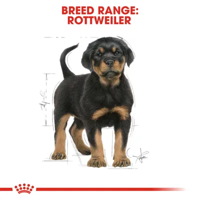 Piirros rottweiler-pennusta, yläpuolella punainen teksti: BREED RANGE: ROTTWEILER