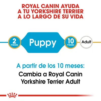 Royal Canin ayuda a tu Yorkshire Terrier. Puppy: 2 meses, 10 meses. Adult. A partir de los 10 meses: Cambia a Royal Canin Yorkshire Terrier Adult.