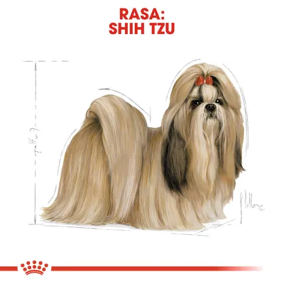 RASA: SHIH TZU, text roșu deasupra unei ilustrații cu un câine Shih Tzu cu blană lungă și fundiță roșie pe cap. Logo stilizat cu coroană în partea de jos.