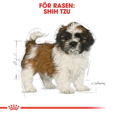 Illustration av en Shih Tzu med texten 'FÖR RASEN: SHIH TZU' överst i rött. Royal Canin-krona syns längst ner.