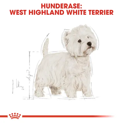 Royal Canin West Highland White Terrier Adult