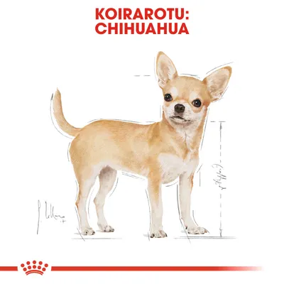 Koirarotu: chihuahua, piirroskuva seisovasta koirasta. Yläosassa punainen teksti: KOIRAROTU: CHIHUAHUA. Alareunassa Royal Canin -tyylinen kruunu.