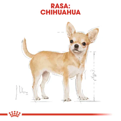 Ilustrație cu un câine de rasă Chihuahua, text vizibil: „RASA: CHIHUAHUA” în partea de sus, linii de măsurare pe lateral. Logo Royal Canin în partea de jos.