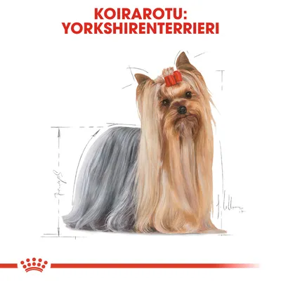 Koirarotu: Yorkshireterrieri. Kuvassa pitkäkarvainen yorkshireterrieri punaisella rusetilla, taustalla mittaviivoja. Teksti yläreunassa korostettuna.
