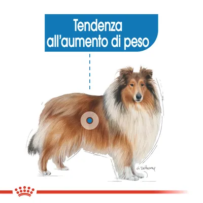 Illustrazione di cane con testo: Tendenza all’aumento di peso. Evidenziata area sul fianco per indicare la localizzazione del problema.
