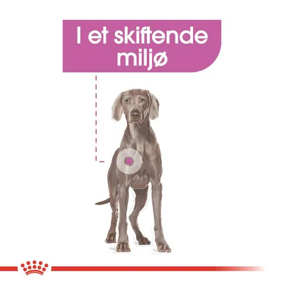 Tekst: I et skiftende miljø. Illustration af hund med markering på brystet og lilla cirkel. Rød krone og streg nederst.