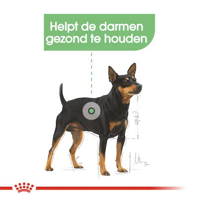 Illustratie van een hond met tekst: Helpt de darmen gezond te houden.