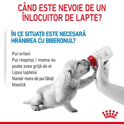 CÂND ESTE NEVOIE DE UN ÎNLOCUITOR DE LAPTE? ÎN CE SITUAȚII ESTE NECESARĂ HRĂNIREA CU BIBERONUL? Pui orfani, pui respinși/mama nu poate avea grijă de ei, lipsa laptelui, număr mare de pui fătați, mastită. CÂND ESTE NEVOIE DE UN ÎNLOCUITOR DE LAPTE? ÎN CE SITUAȚII ESTE NECESARĂ HRĂNIREA CU BIBERONUL? Pui orfani, pui respinși/mama nu poate avea grijă de ei, lipsa laptelui, număr mare de pui fătați, mastită.