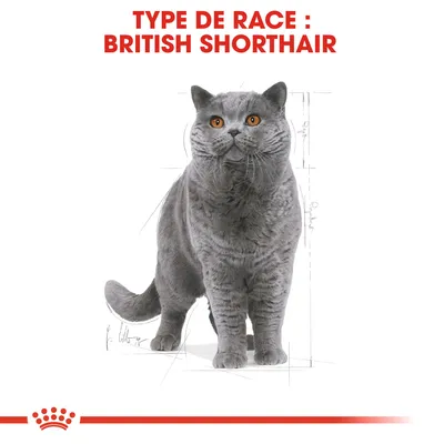 Texte visible : TYPE DE RACE : BRITISH SHORTHAIR, illustration d’un chat British Shorthair gris sur fond blanc avec éléments graphiques de mesure.