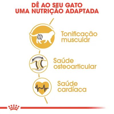 Dê ao seu gato uma nutrição adaptada. Tonificação muscular, saúde osteoarticular, saúde cardíaca.