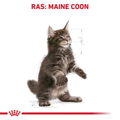 Illustratie van een Maine Coon kitten, staand op de achterpoten. Bovenaan staat in rode hoofdletters: RAS: MAINE COON.