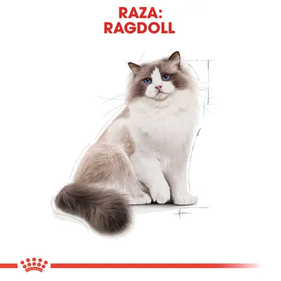 Ilustración de un gato con pelaje largo y ojos azules. Texto visible: RAZA: RAGDOLL.