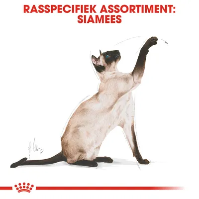 Rasspecifiek assortiment: Siamees. Illustratie van een Siamese kat met blauwe ogen, zittend en spelend, rode merkbalk onderaan.