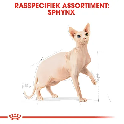 Rasspecifiek assortiment: Sphynx. Afbeelding van een Sphynx kat met schetslijnen voor lichaamsmaten, bedoeld voor rasspecifieke producten.