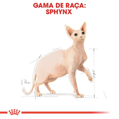 Ilustração de um gato Sphynx com linhas de medidas e texto visível: 'Gama de raça: Sphynx'.