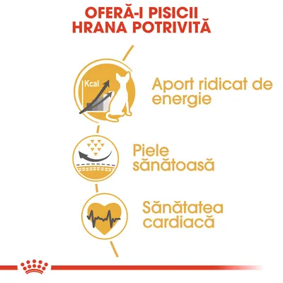 OFERĂ-I PISICII HRANA POTRIVITĂ. Aport ridicat de energie, piele sănătoasă, sănătatea cardiacă. Text și pictograme ilustrative pentru beneficii alimentare la pisici.