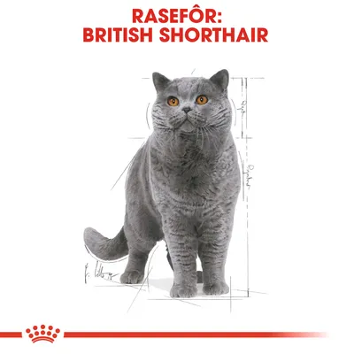 Royal Canin British Shorthair Adult i saus