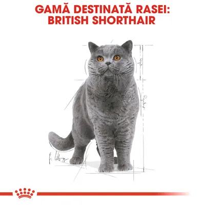 GAMĂ DESTINATĂ RASEI: BRITISH SHORTHAIR, imagine cu o pisică British Shorthair gri pe fundal alb, text vizibil în partea de sus a imaginii.