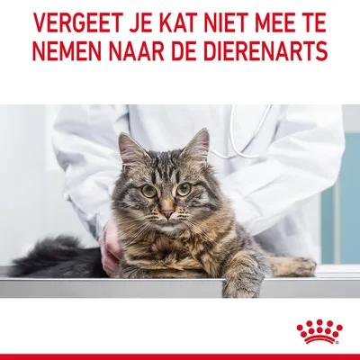 Vergeet je kat niet mee te nemen naar de dierenarts