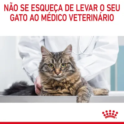NÃO SE ESQUEÇA DE LEVAR O SEU GATO AO MÉDICO VETERINÁRIO