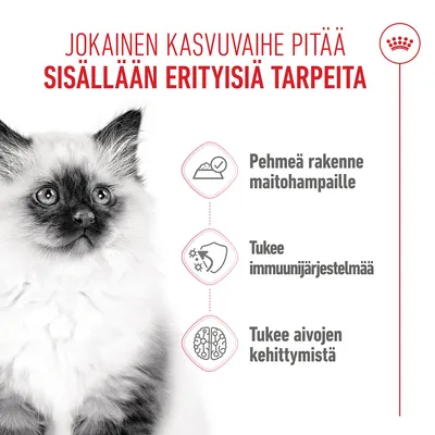 Grafiikka, jossa on kissa ja kolme kohtaa: pehmeä koostumus maitohampaille, tukee immuunijärjestelmää, edistää aivojen kehitystä. Teksti suomeksi. Grafiikka, jossa on kissa ja kolme kohtaa: pehmeä koostumus maitohampaille, tukee immuunijärjestelmää, edistää aivojen kehitystä. Teksti suomeksi.