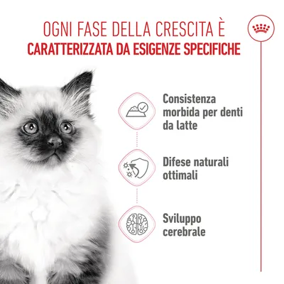 Royal Canin Kitten umido in Gelatina per gatti