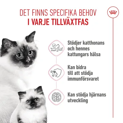 Royal Canin Mother & Babycat