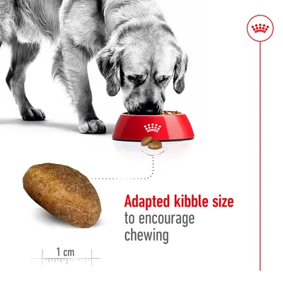 Σκύλος τρώει από κόκκινο μπολ με το σήμα Royal Canin. Κροκέτα μήκους 1 εκ. Εμφανές αγγλικό κείμενο: Adapted kibble size to encourage chewing.