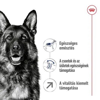 Egészséges emésztés, a csontok és ízületek egészségének támogatása, a vitalitás kiemelt támogatása – három ikon kutya mellett.