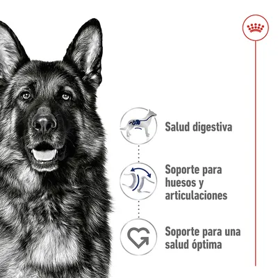 Salud digestiva, soporte para huesos y articulaciones, soporte para una salud óptima. Tres iconos junto a un perro ilustrado en blanco y negro.